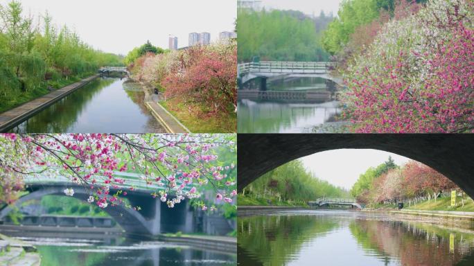 三峡大学、求索溪、桃花、溪