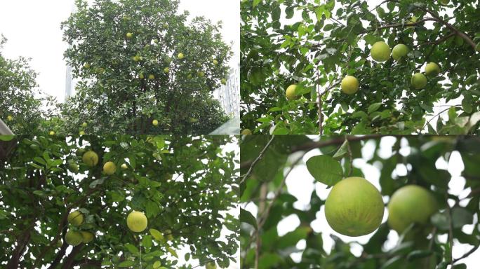 柚子树