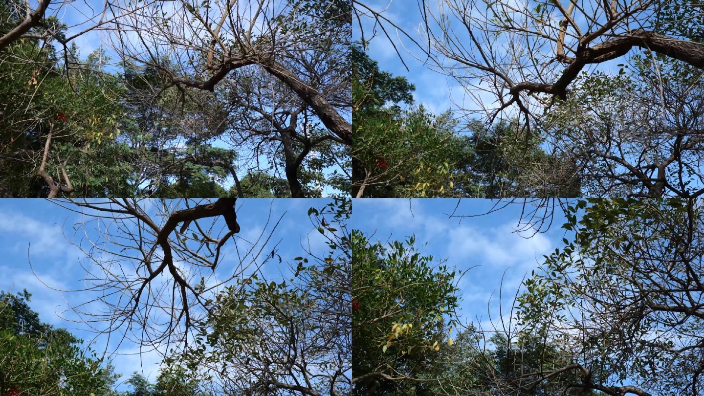 蓝天树枝下镜头穿过树丛枯树空境
