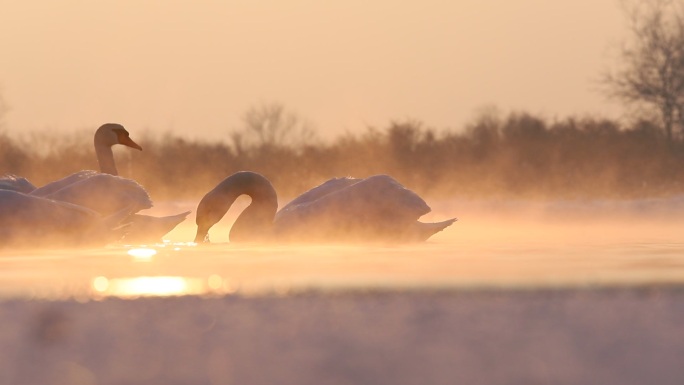 冬日晨曦中白天鹅自由自在游弋在天鹅泉