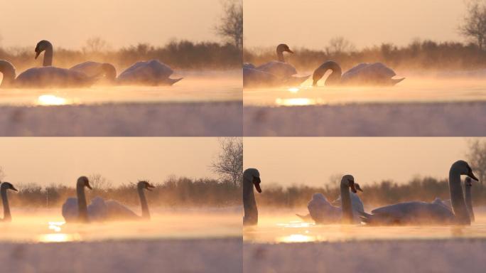 冬日晨曦中白天鹅自由自在游弋在天鹅泉