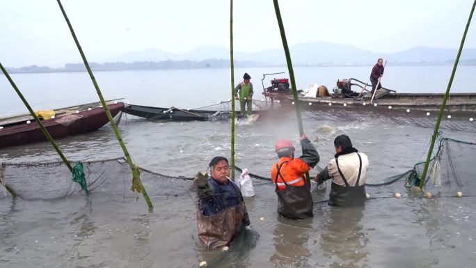 冬季 捕鱼 打鱼 水乡 民俗 捕捞