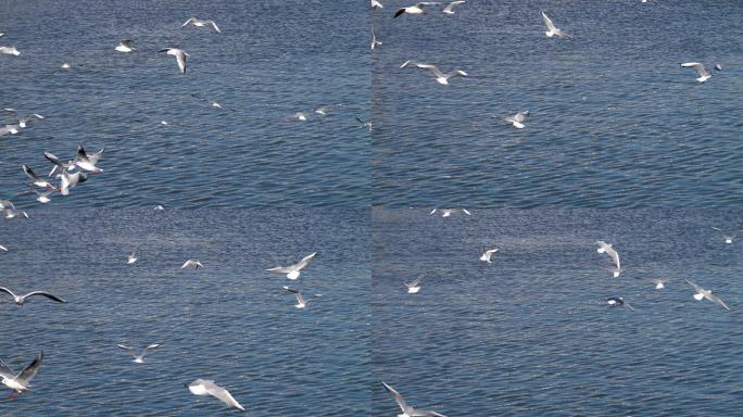 青岛栈桥海边飞舞的海鸥4K视频