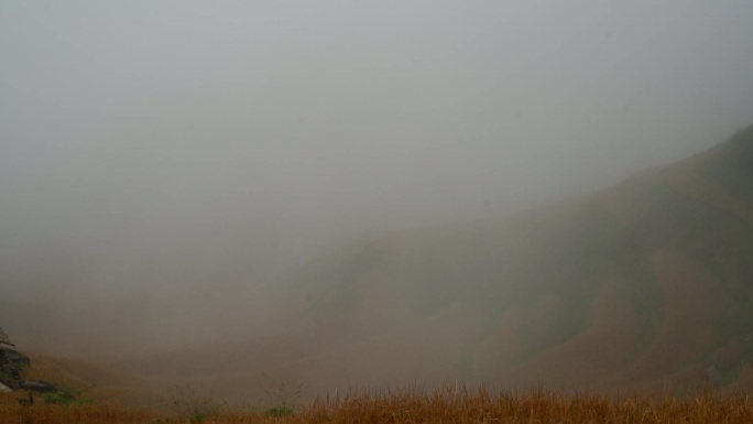 金色梯田里云缠雾绕