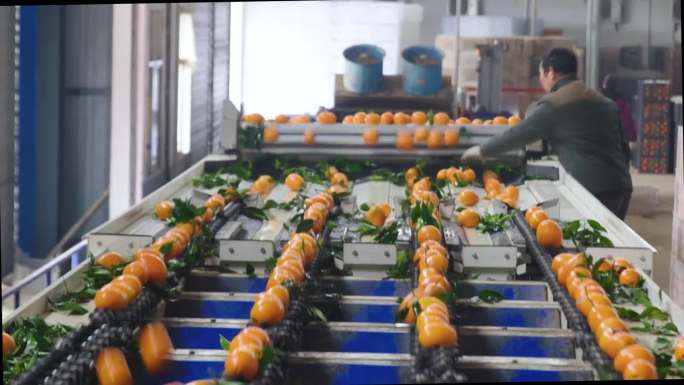 洗果场、农产品、柑橘、橙子、加工橙子搬运
