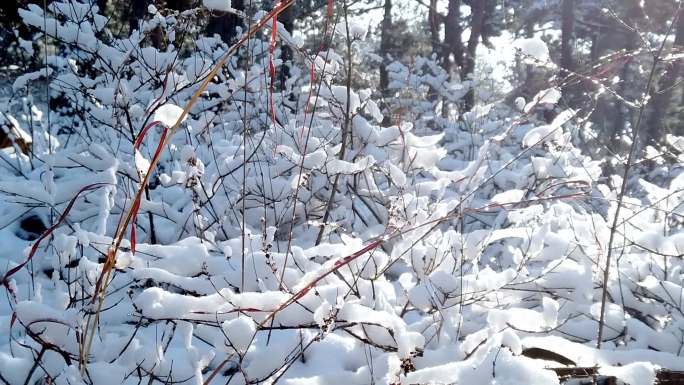 雪后马尾松林