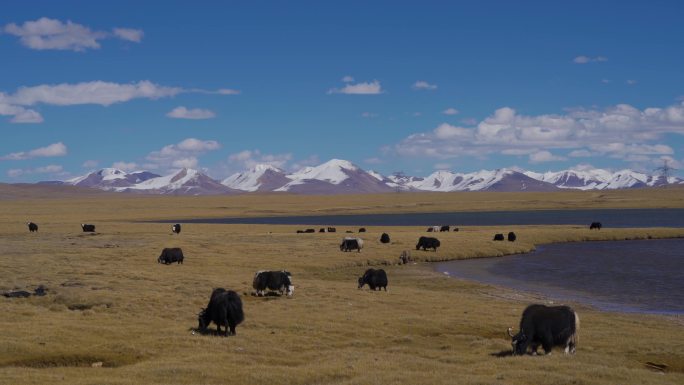 青藏公路唐古拉山下的牦牛群