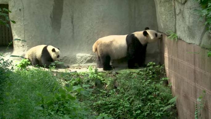 爱睡觉的大熊猫