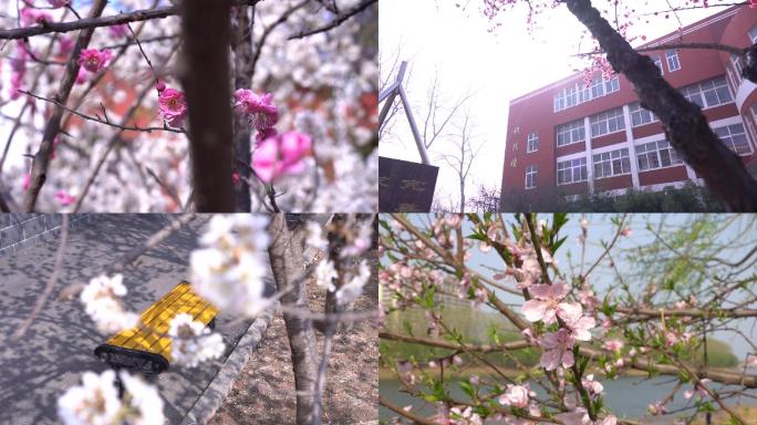 花、校园、春天、河边