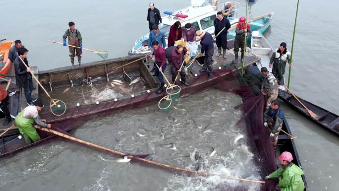 冬季 捕鱼 打鱼 水乡 民俗 捕捞
