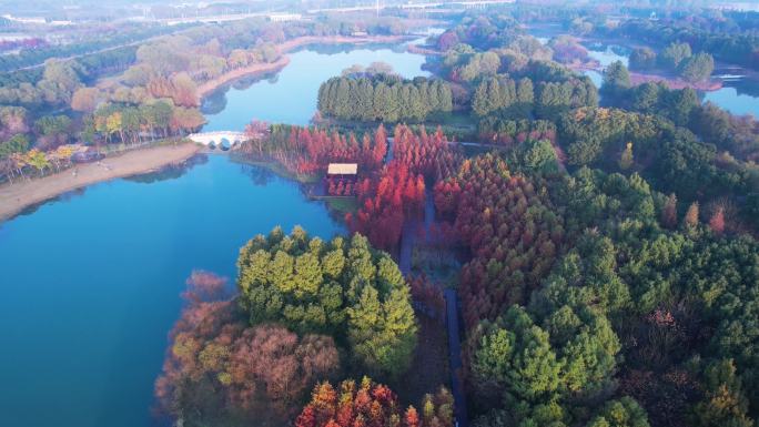 航拍苏州虎丘湿地公园红杉林