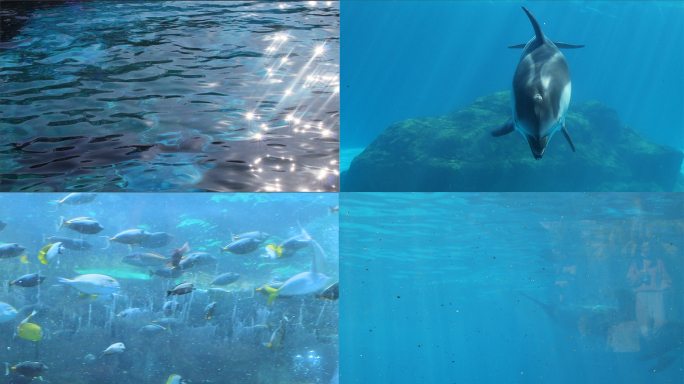 4k海底海洋海豚鱼群大海海面