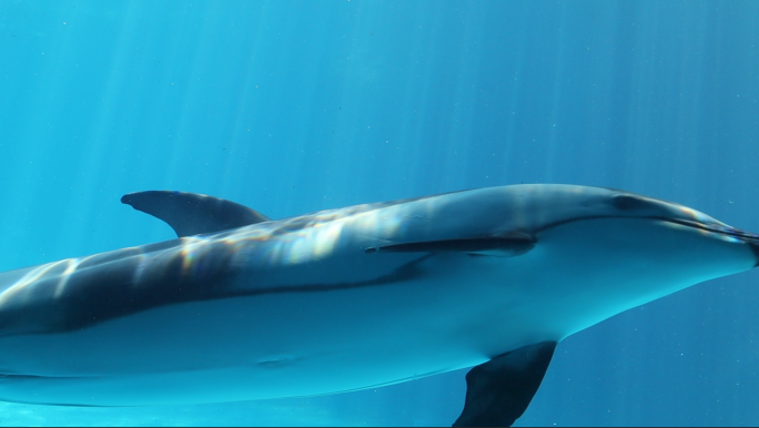 4k海底海洋海豚鱼群大海海面