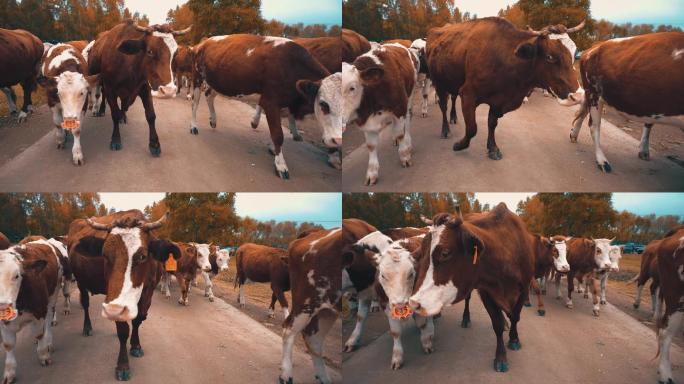 4K小路上的生态牛群