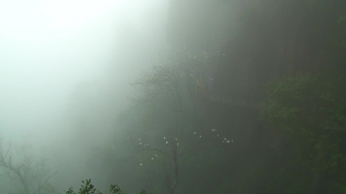 雨雾中的三清山仙境