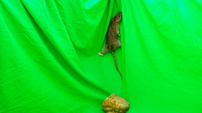 老鼠视频素材