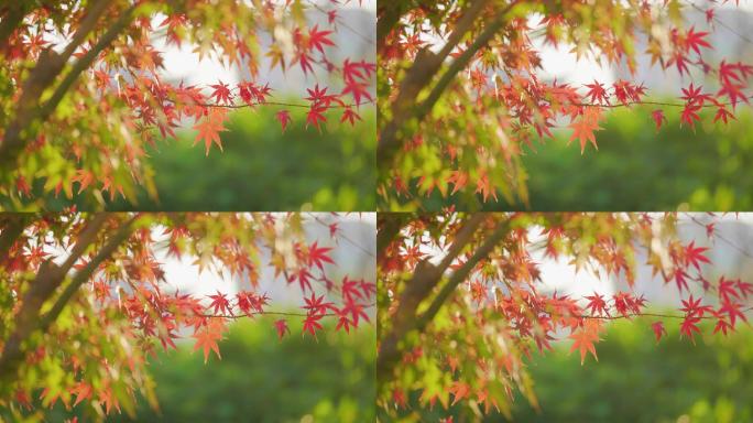 秋天枫树枫叶