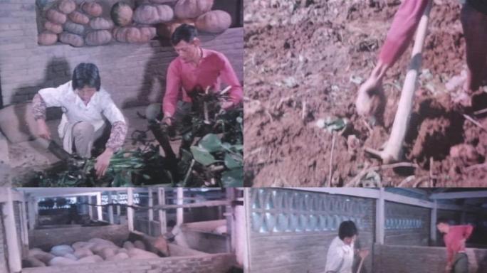 60年代70年代挖地瓜红薯喂猪养猪