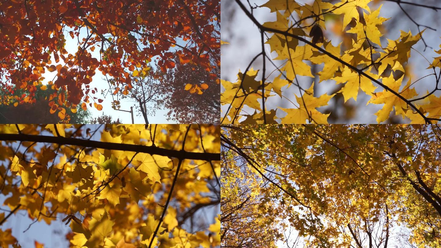 秋天枫叶秋天景色阳光明媚树叶秋日黄树叶