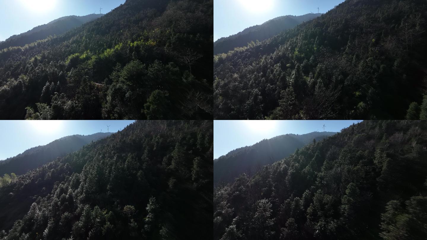 大自然森林树木大山逆光4K航拍
