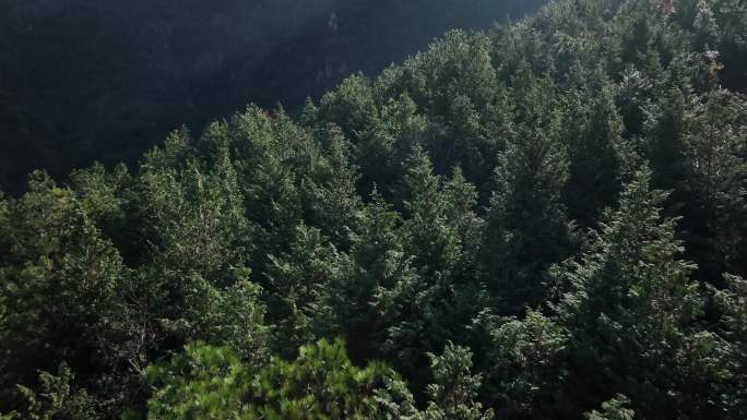 大山大自然森林树木逆光4K航拍