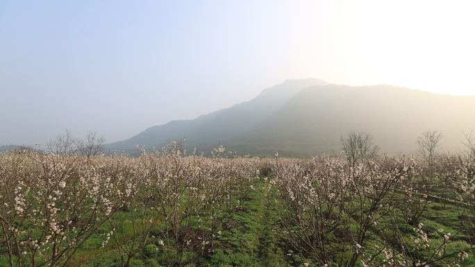 春天早晨阳光樱花开满田野原素材