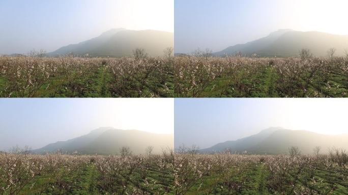 春天早晨阳光樱花开满田野原素材