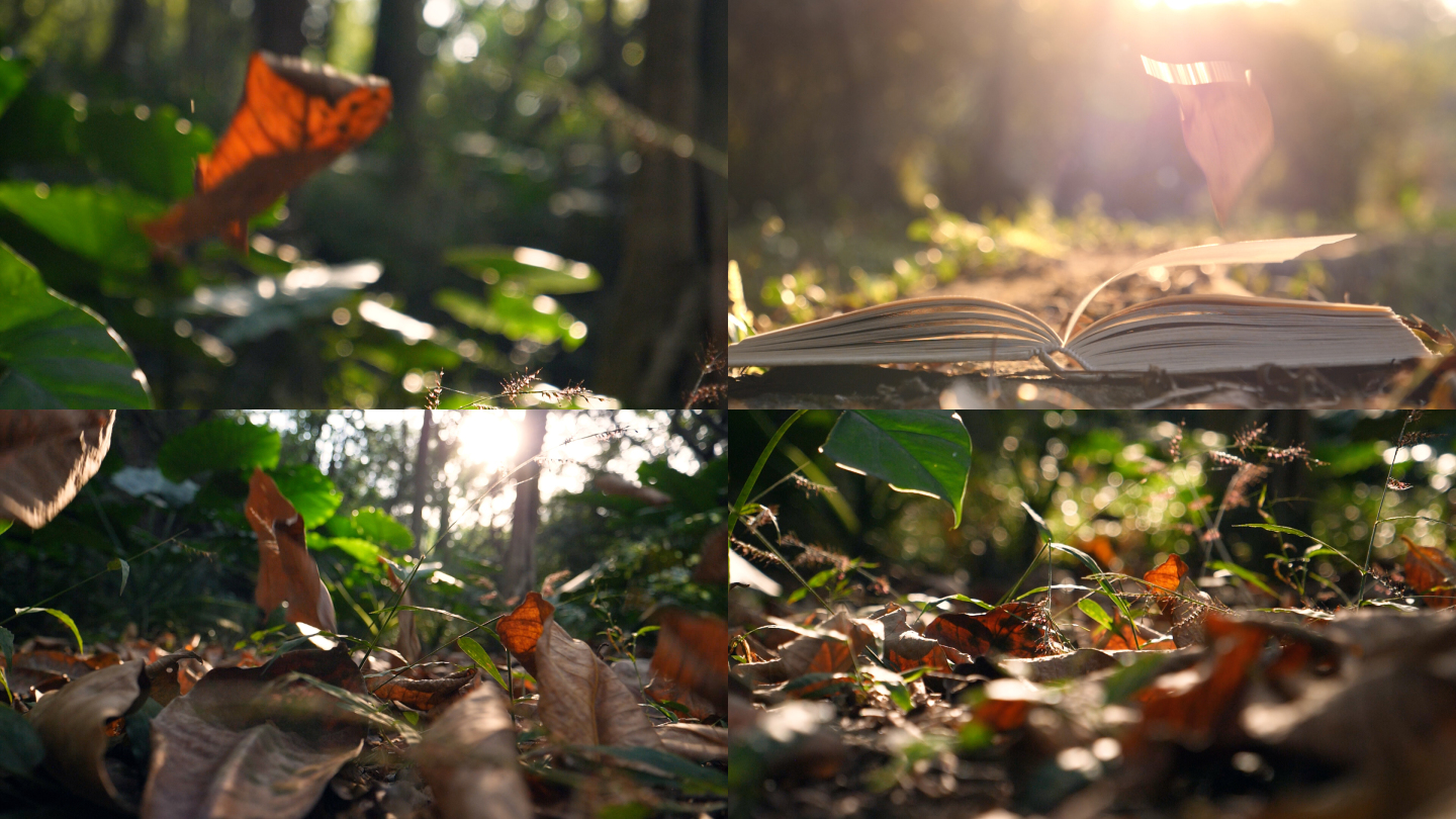 秋天树林树叶落下，落叶视频素材