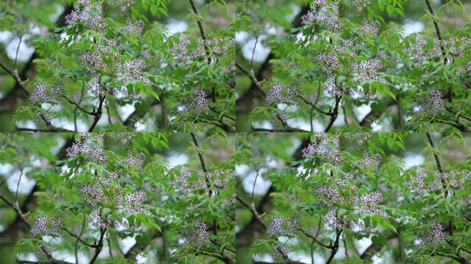 楝树花特写原素材