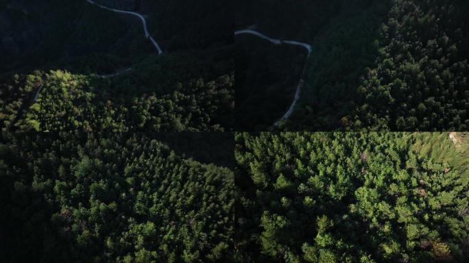 自然森林穿梭公路4K航拍