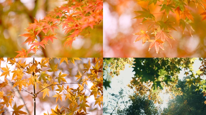 唯美阳光、秋天、枫叶红了