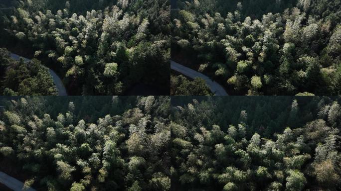 自然森林公路道路4K航拍