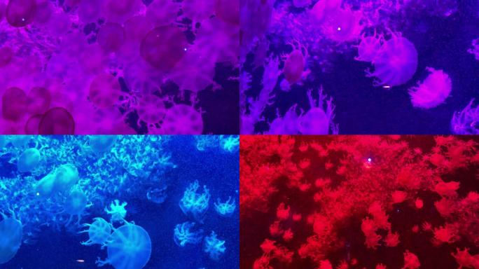 4K彩色水母群海底世界
