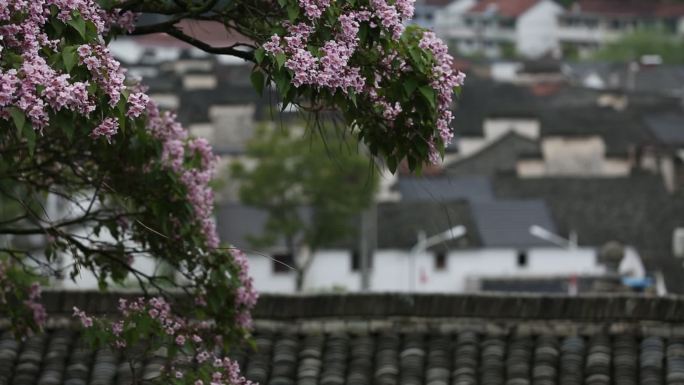 诸暨东白湖斯宅斯民小学梓树开花原素材