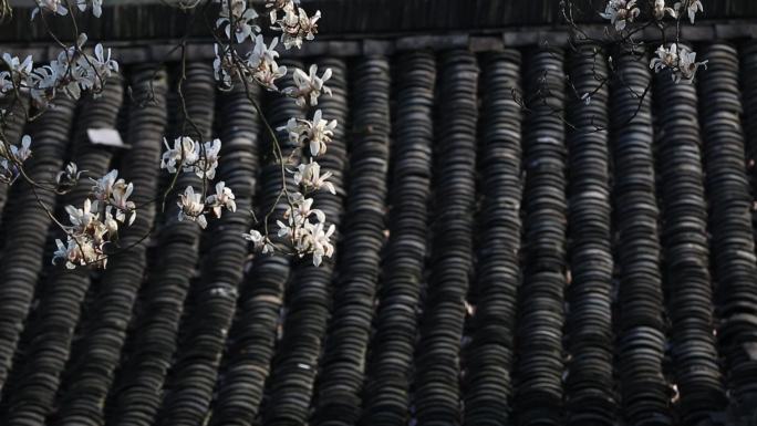 黑瓦白玉兰花中国风原素材