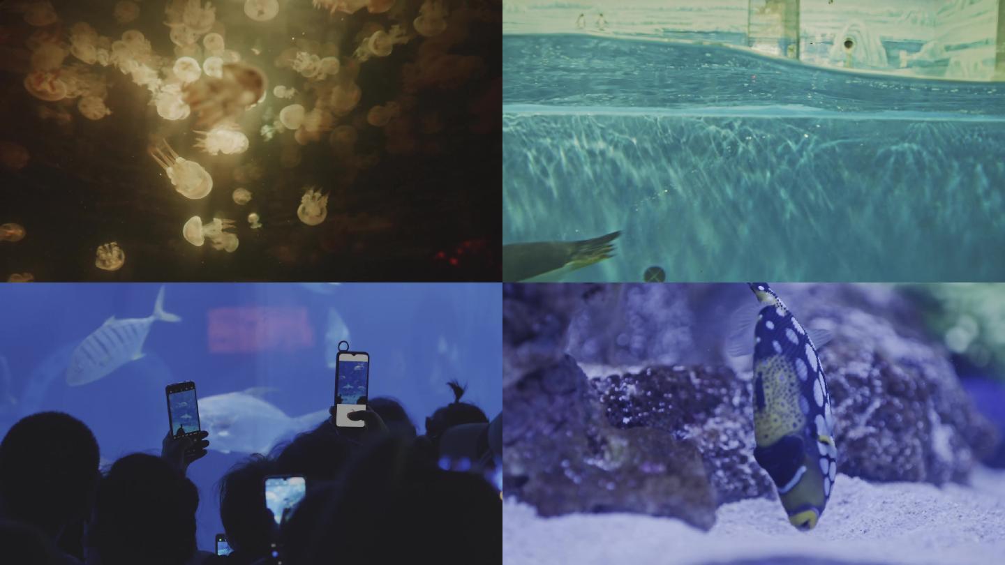 高清实拍海洋水族馆企鹅水母鱼类升格