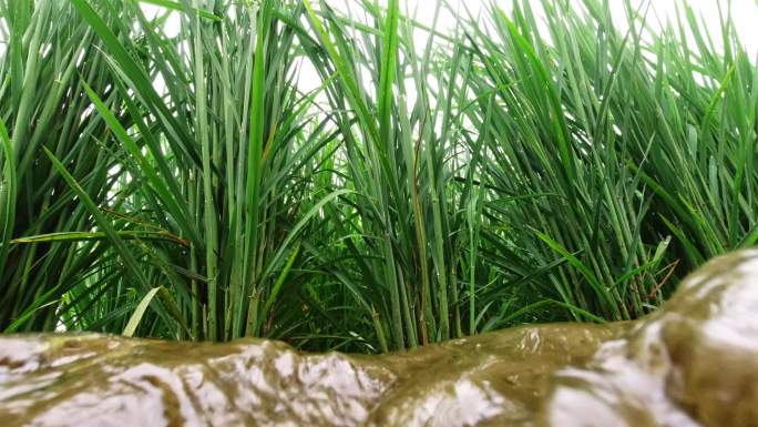 高清实拍水稻灌渠