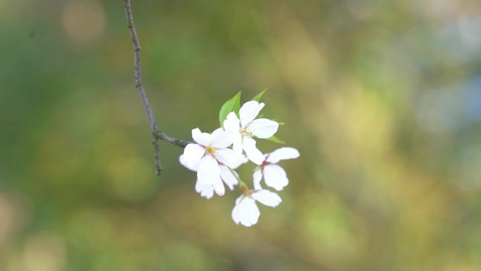 春天樱花万物复苏