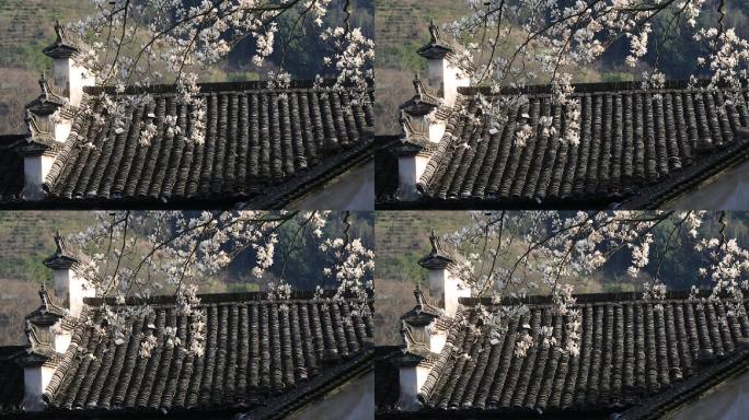 中国古民居的春天玉兰花开屋顶原素材