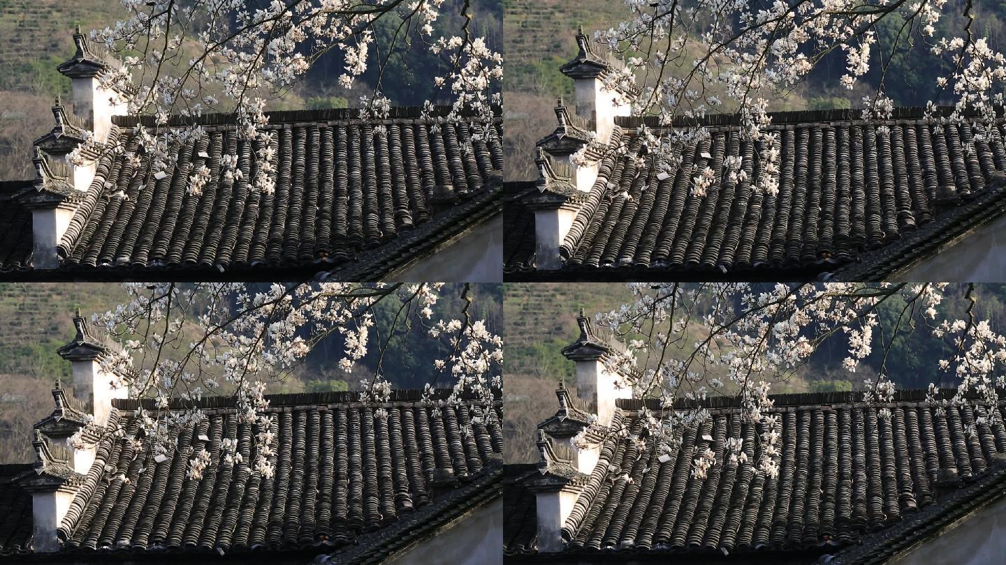 中国古民居的春天玉兰花开屋顶原素材