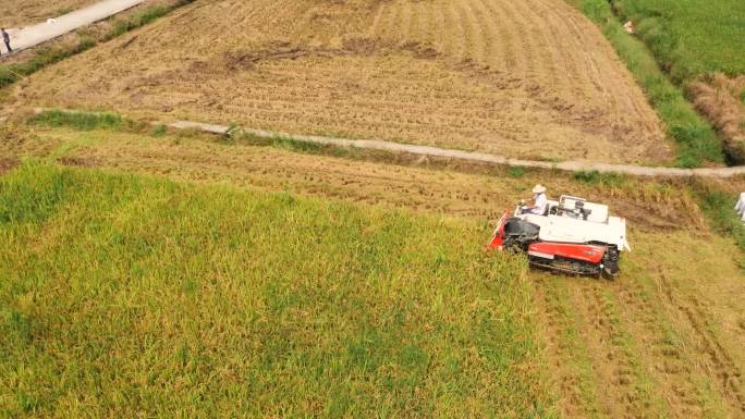 稻田收割-割稻-机器收割-人工收割