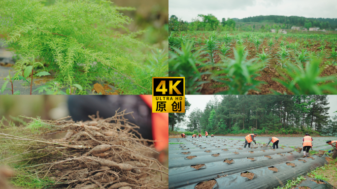 中药材种植基地、中药材