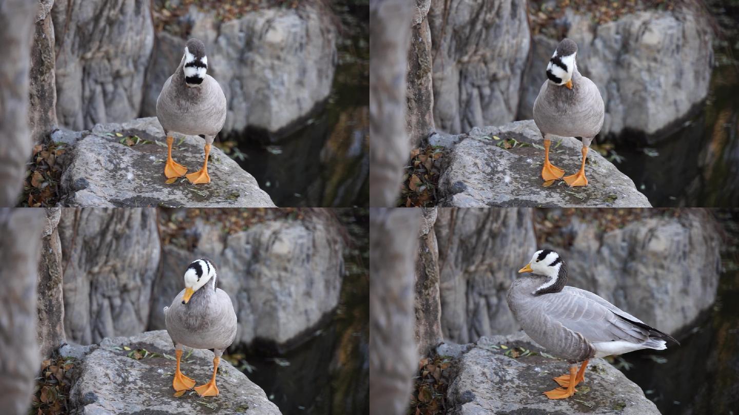 鸭子斑头雁在岸边岩石上梳理羽毛