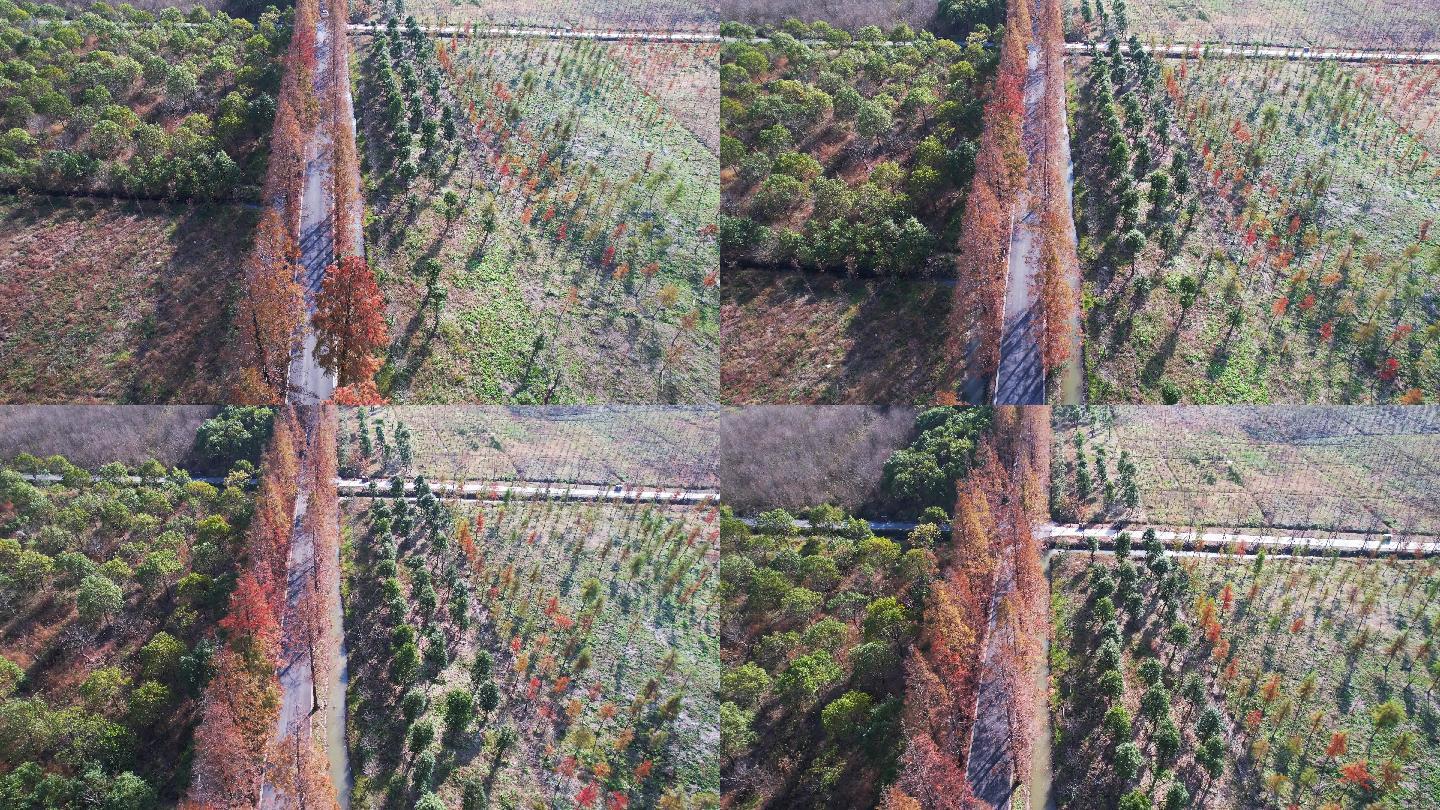 4k航拍 俯瞰水杉树林