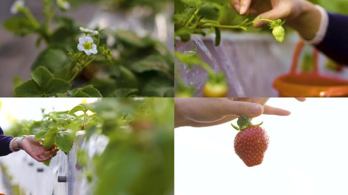 草莓基地大棚摘草莓4k