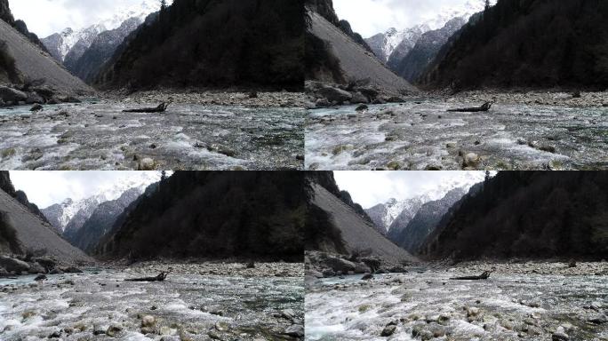 藏区高原小溪雪山