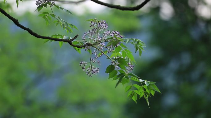 春天楝树花特写原素材