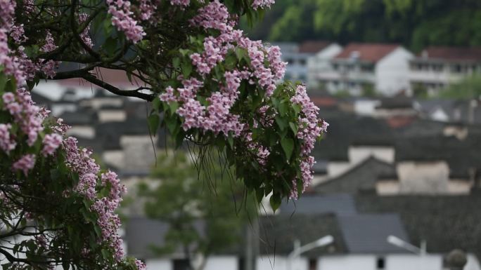 诸暨东白湖千柱屋梓树开花原素材