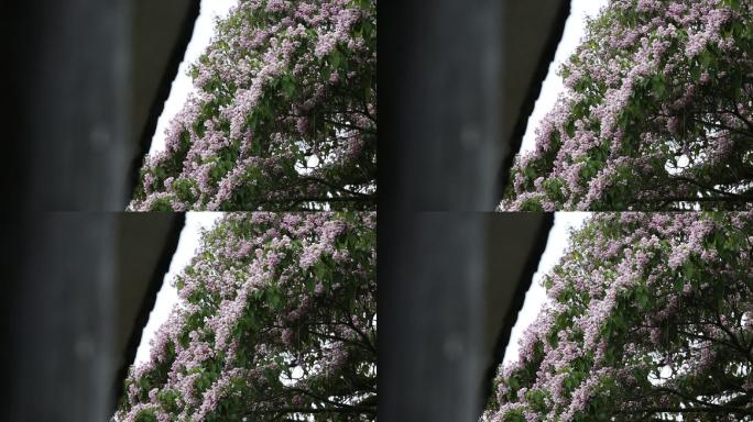 诸暨东白湖斯宅斯民小学梓树开花原素材