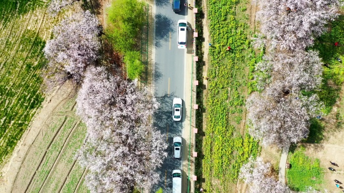 西藏林芝桃花节桃花盛开航拍